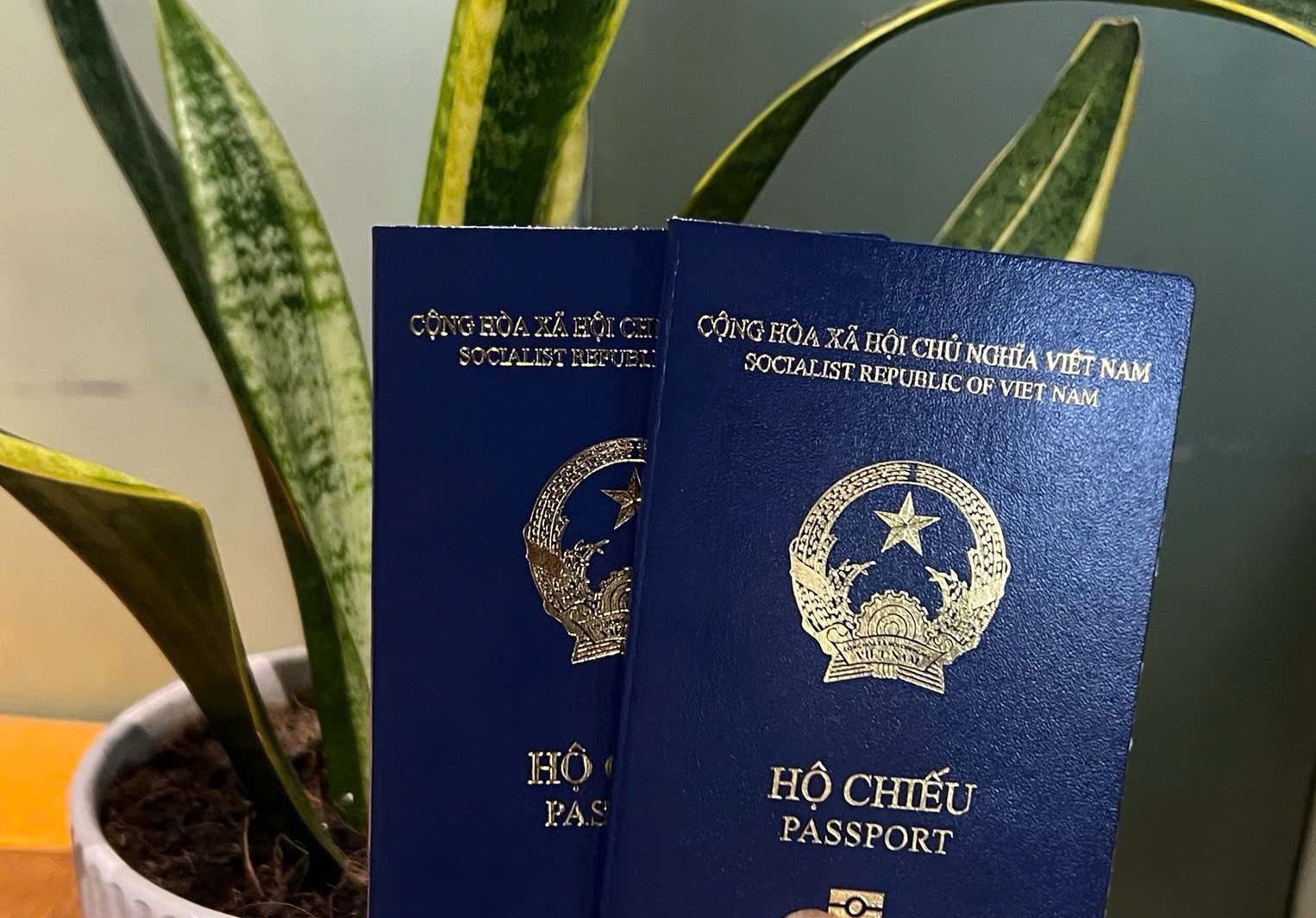 dịch vụ làm passport online nhanh chóng